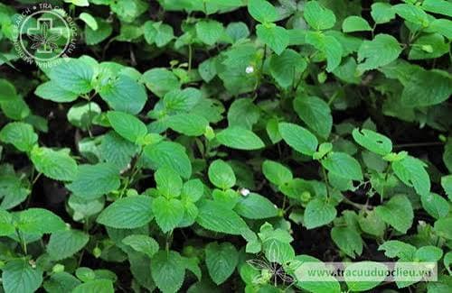 Viên xương khớp Thanh Ngâm ảnh 3