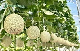 Dưa lưới Như Hoa